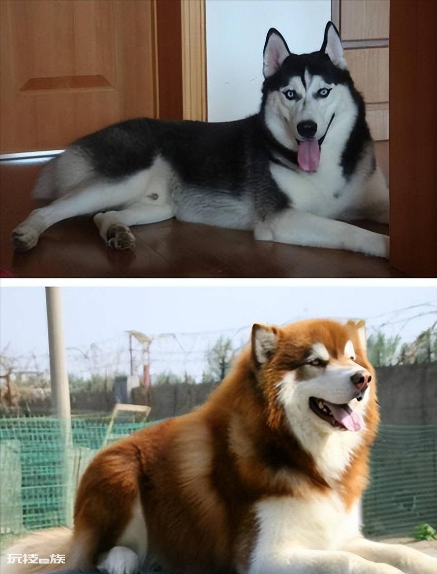 跟哈士奇很像的狗叫什么(阿拉斯加犬和哈士奇的区别)-图片7